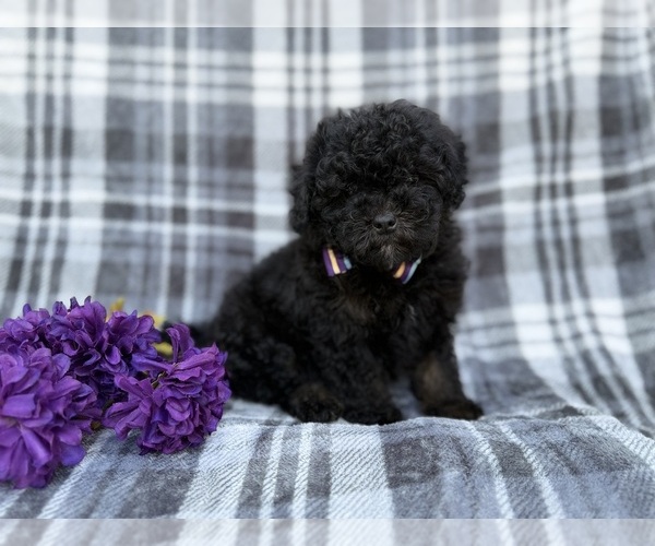 Medium Photo #2 Shih-Poo Puppy For Sale in LAKELAND, FL, USA