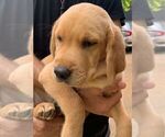 Small Photo #2 Labrador Retriever Puppy For Sale in WILDWOOD, GA, USA