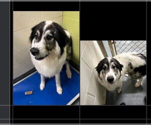 Great Pyrenees-Unknown Mix Dogs for adoption in Silver Spring, MD, USA