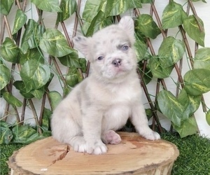 French Bulldog Puppy for sale in ANCHORAGE, AK, USA