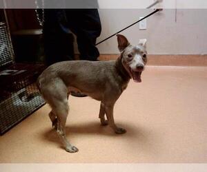 Mutt Dogs for adoption in Martinez, CA, USA