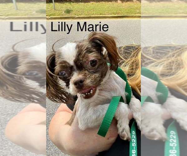 Medium Photo #1 Shih Tzu Puppy For Sale in New York, NY, USA