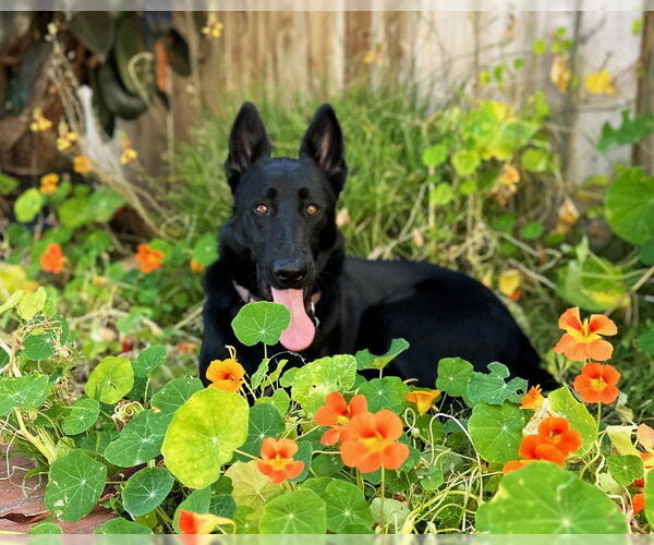 Medium Photo #1 German Shepherd Dog Puppy For Sale in San Diego, CA, USA