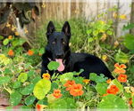 Small German Shepherd Dog