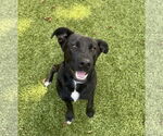 Small Australian Shepherd Mix