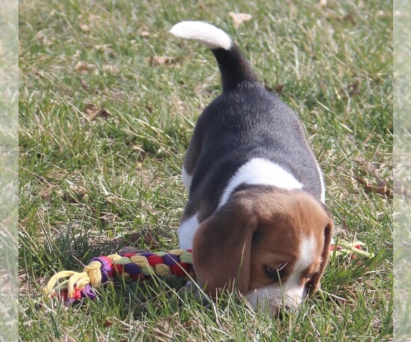 Medium Photo #6 Beagle Puppy For Sale in MORRILL, KS, USA
