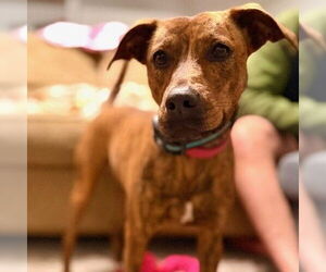 Black Mouth Cur-Unknown Mix Dogs for adoption in San Antonio, TX, USA