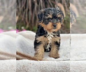 YorkiePoo Puppy for sale in HONEY BROOK, PA, USA