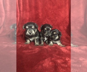 Morkie Puppy for sale in HORN LAKE, MS, USA