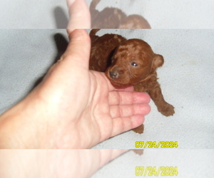 Poodle (Toy) Puppy for sale in DULUTH, GA, USA