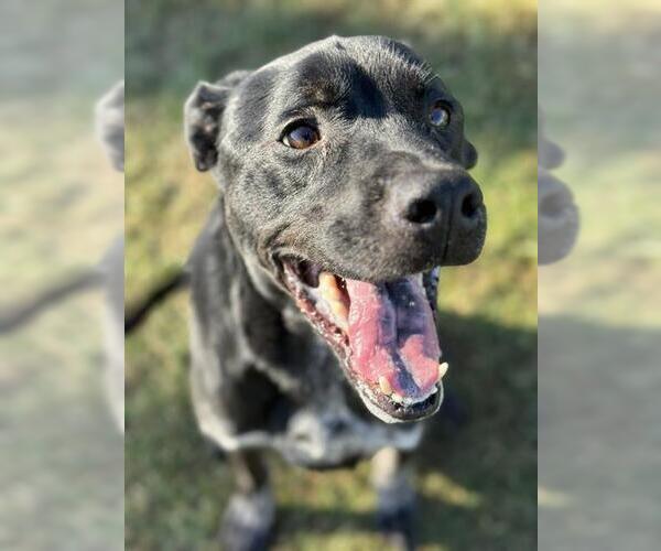 Medium Photo #1 Labrador Retriever-Unknown Mix Puppy For Sale in Louisville, KY, USA