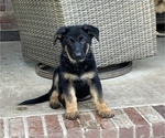 Small Photo #6 German Shepherd Dog Puppy For Sale in POTTSVILLE, AR, USA