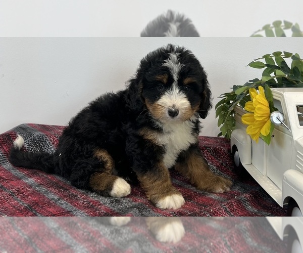 Medium Photo #2 Miniature Bernedoodle Puppy For Sale in DORNSIFE, PA, USA