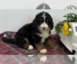 Small Photo #2 Miniature Bernedoodle Puppy For Sale in DORNSIFE, PA, USA