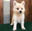 Small Photo #10 Japanese Spitz Puppy For Sale in SAN FRANCISCO, CA, USA