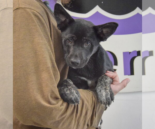 Medium Photo #3 Shollie Puppy For Sale in Huntley, IL, USA