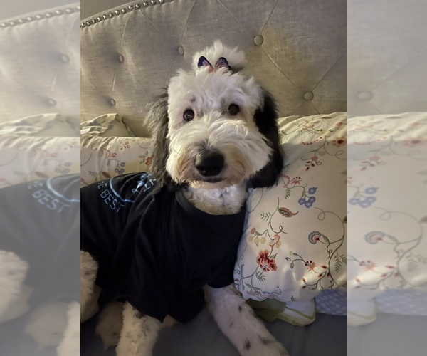 Medium Photo #1 Sheepadoodle Puppy For Sale in PERKINSTON, MS, USA