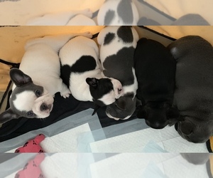 French Bulldog Puppy for sale in APPLETON, WI, USA