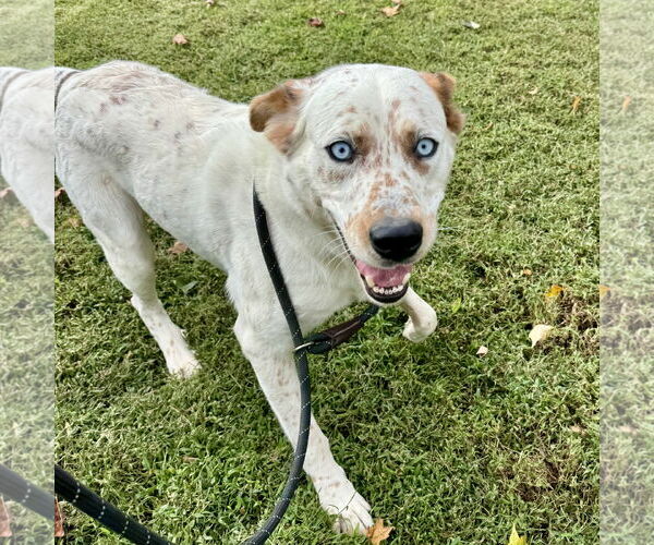 Medium Photo #2 Mutt Puppy For Sale in Sparta, TN, USA