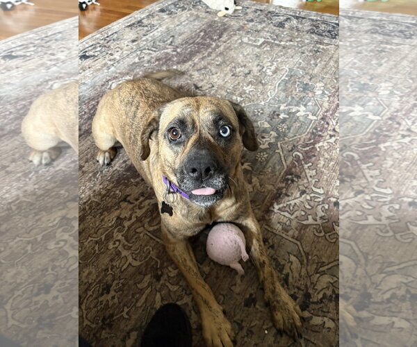 Medium Photo #18 Plott Hound-Unknown Mix Puppy For Sale in Rockaway, NJ, USA