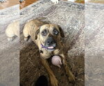 Small #17 Plott Hound Mix