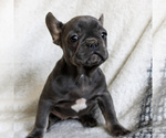 Small Photo #3 French Bulldog Puppy For Sale in MANHEIM, PA, USA