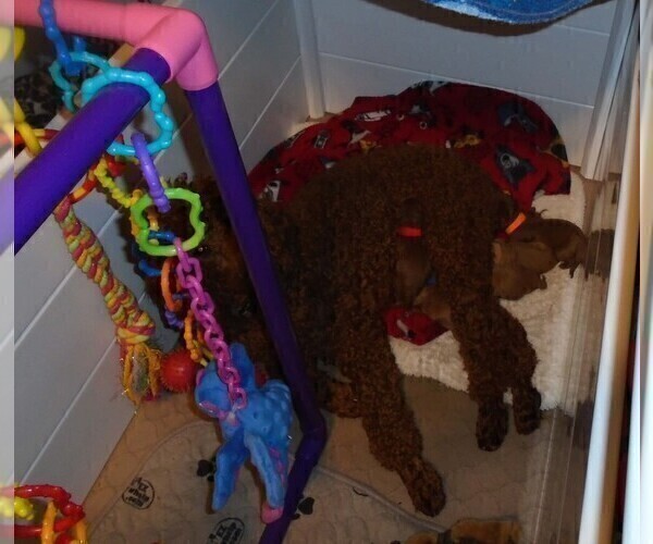 Medium Photo #6 Poodle (Standard) Puppy For Sale in CLATSKANIE, OR, USA