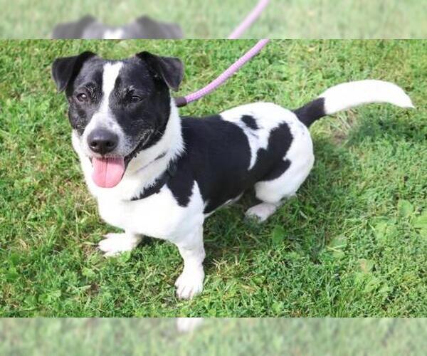 Medium Photo #1 Mutt Puppy For Sale in Thief River Falls, MN, USA