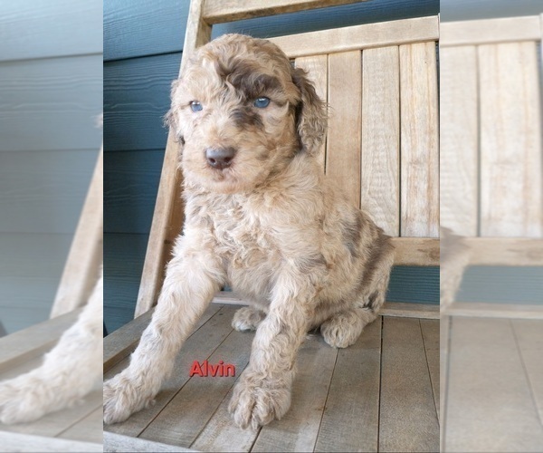 Medium Photo #7 Poodle (Standard) Puppy For Sale in NEW YORK MILLS, MN, USA