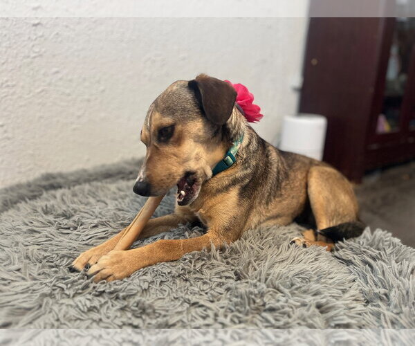 Medium Photo #4 Cheagle Puppy For Sale in Sandy, UT, USA