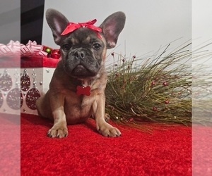 French Bulldog Puppy for sale in INDIANAPOLIS, IN, USA