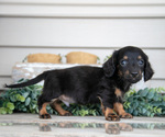 Small #1 Dachshund