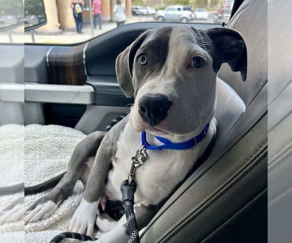 Medium Photo #2 American Staffordshire Terrier-Unknown Mix Puppy For Sale in San Juan Capistrano, CA, USA