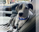Small #1 American Staffordshire Terrier Mix