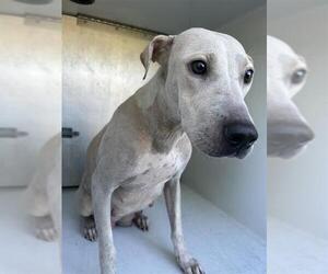 Labrador Retriever-Unknown Mix Dogs for adoption in Houston, TX, USA