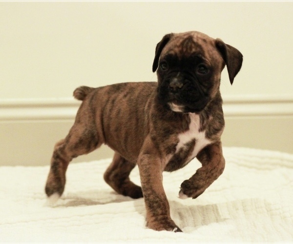 Medium Photo #29 Boxer Puppy For Sale in DENVER, PA, USA