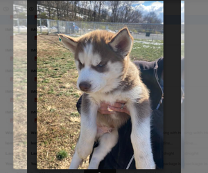 Siberian Husky Puppy for sale in PENDLETON, IN, USA