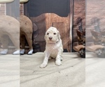 Small Photo #1 Goldendoodle Puppy For Sale in CLEVELAND, TN, USA