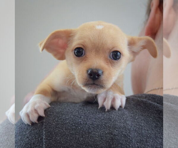 Medium Photo #5 Chihuahua Puppy For Sale in Huntley, IL, USA