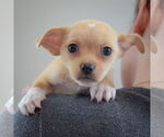 Small #4 Chihuahua