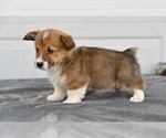 Small #5 Pembroke Welsh Corgi