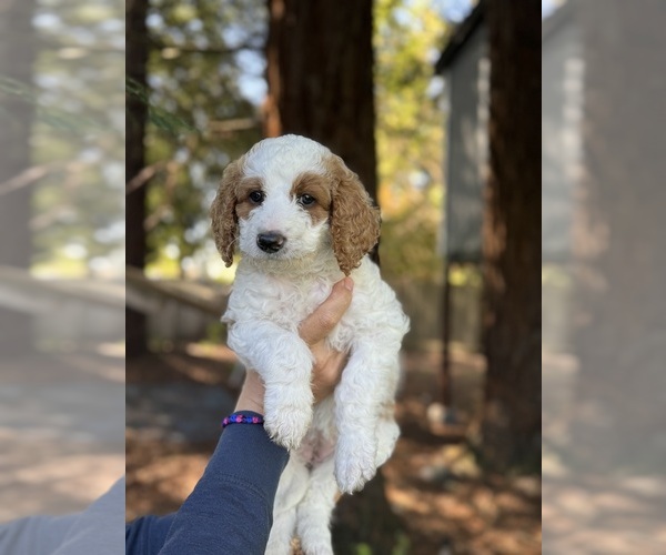 Medium Photo #9 Double Doodle Puppy For Sale in ROHNERT PARK, CA, USA