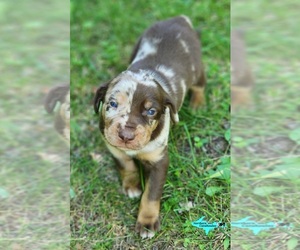 Catahoula Leopard Dog Puppy for sale in MORAN, MI, USA
