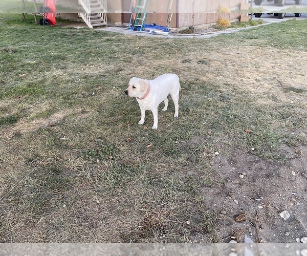 Medium Photo #8 Labrador Retriever Puppy For Sale in MOSES LAKE, WA, USA