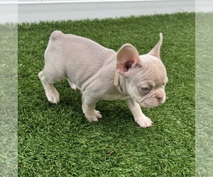 French Bulldog Puppy for sale in CORAL SPRINGS, FL, USA