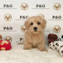 Maltese-Poodle (Toy) Mix Puppy for sale in TEMPLE CITY, CA, USA