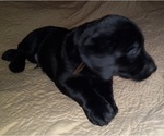 Small Photo #5 Labrador Retriever Puppy For Sale in JEFFERSONTOWN, KY, USA
