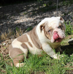 English Bulldog Puppy for sale in ALBANY, OH, USA
