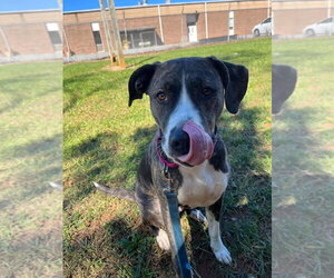 Arabella - Not at the Shelter (MaryBeth) - Female Mutt Dog for Adoption - Photo #3