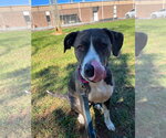 Small Photo #3 Mutt Puppy For Sale in Rustburg, VA, USA
